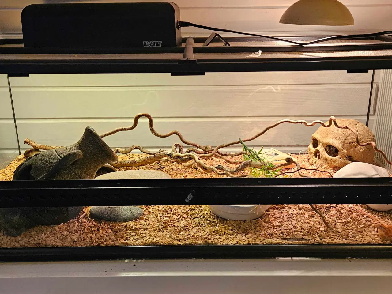 Billede 3 - Kornsnog inkl terrarie 