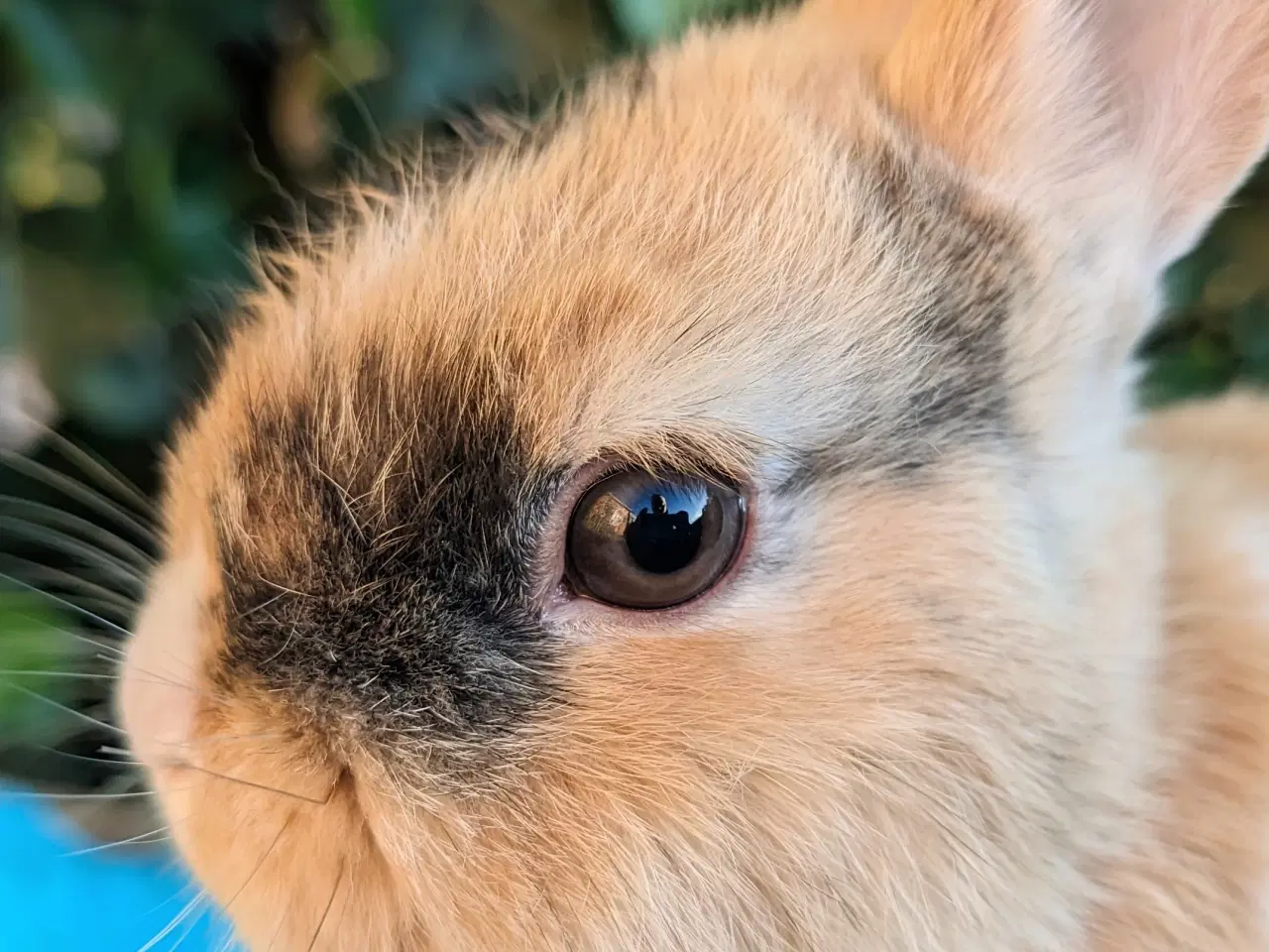 Billede 6 - Hermelin kaninunge sælges