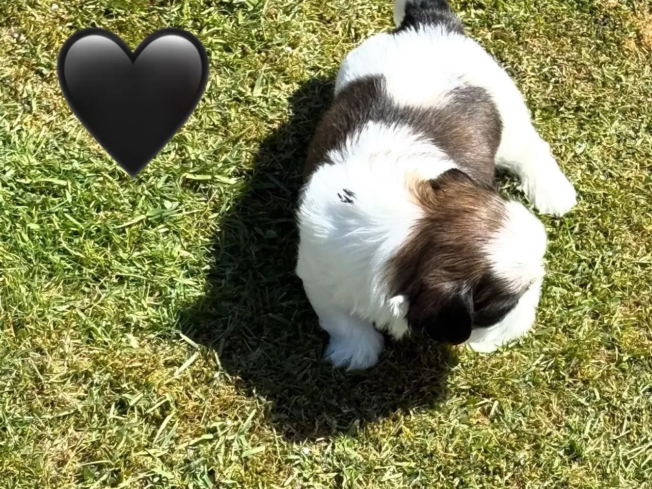 Billede 4 - Shih tzu hvalpe 