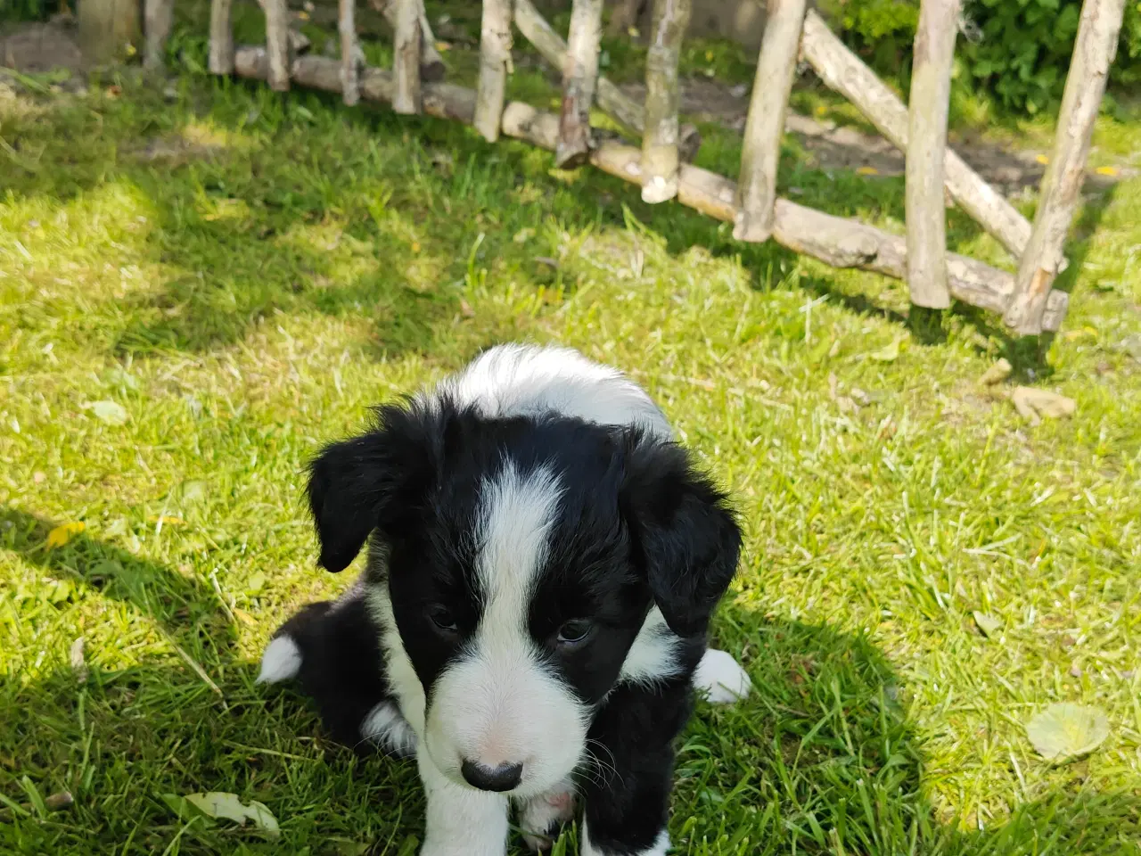 Billede 2 - Vidunderlige Border collie hvalpe