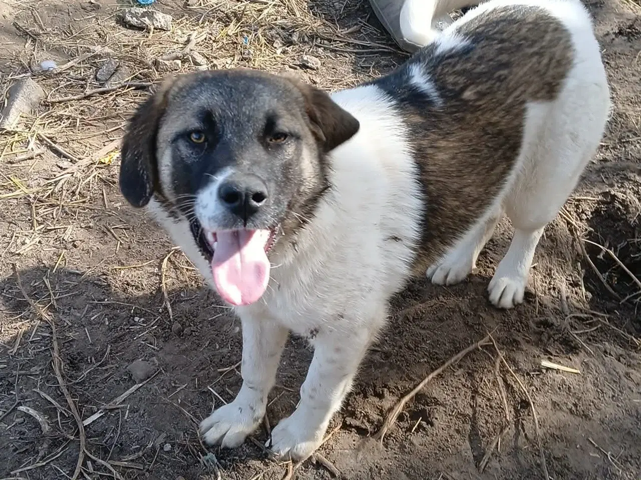 Billede 5 - Smukkeste Savannah 🩷