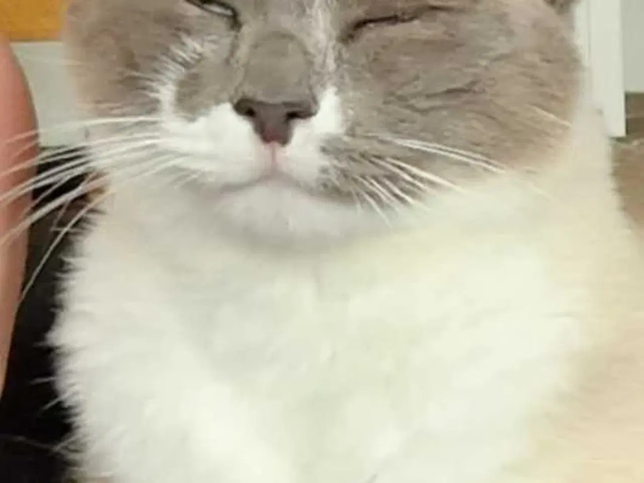 Billede 4 - Ragdoll / Hellig Birma / blanding