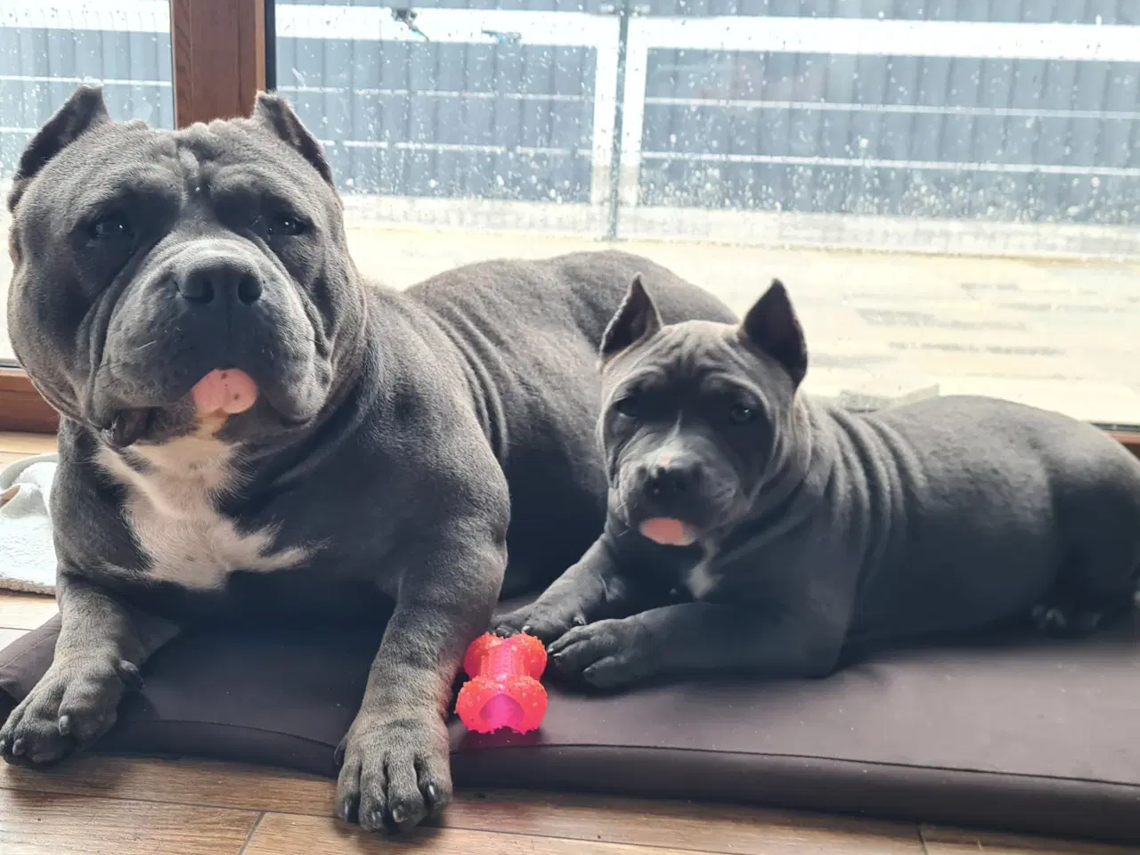 Billede 1 - American Bully Pige abkc 
