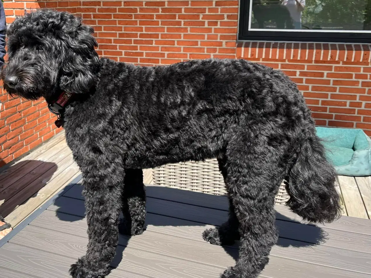Billede 5 - Labradoodlehvalpe til efteråret