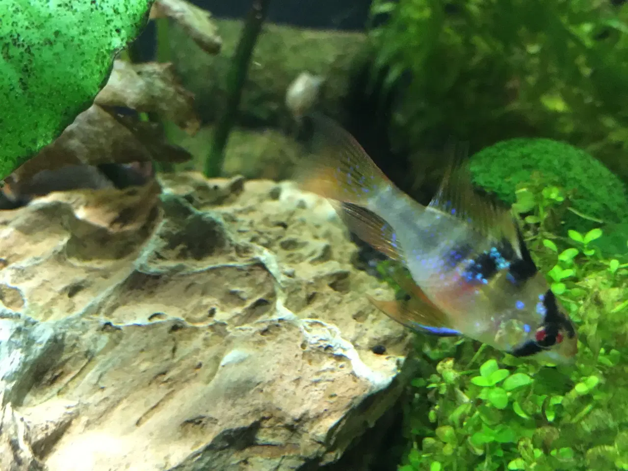 Billede 13 - Sommerfugle cichlide