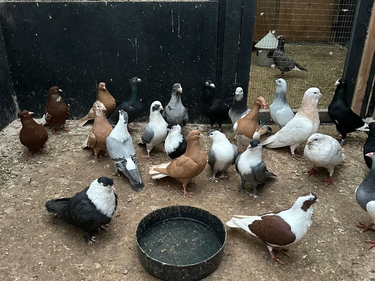 Billede 11 - Mange forskellige Arbisk race due