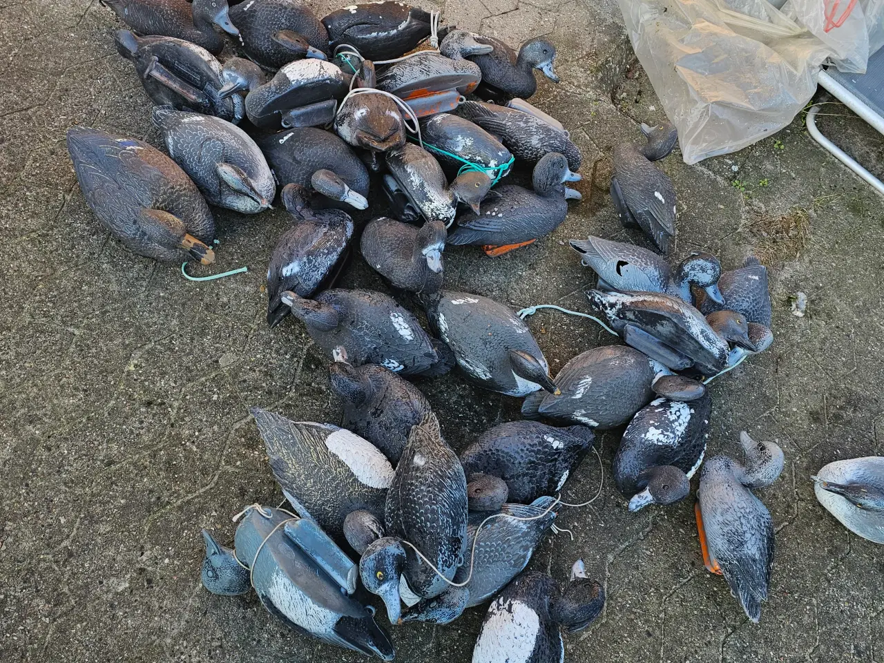 Billede 1 - Blandet lokke ænder gratis 