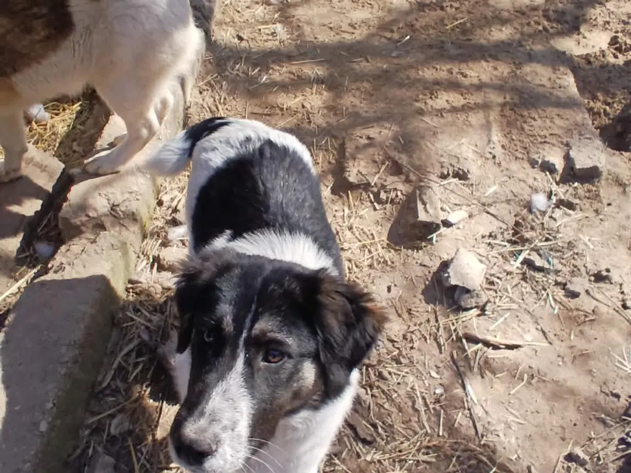 Billede 13 - Sødeste Lumos 🩷