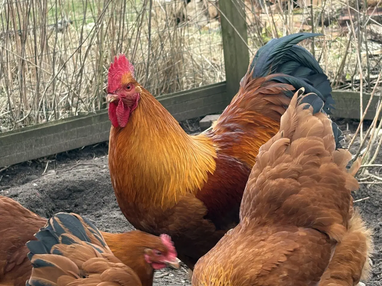 Billede 3 - Rugeæg fra racehøns 