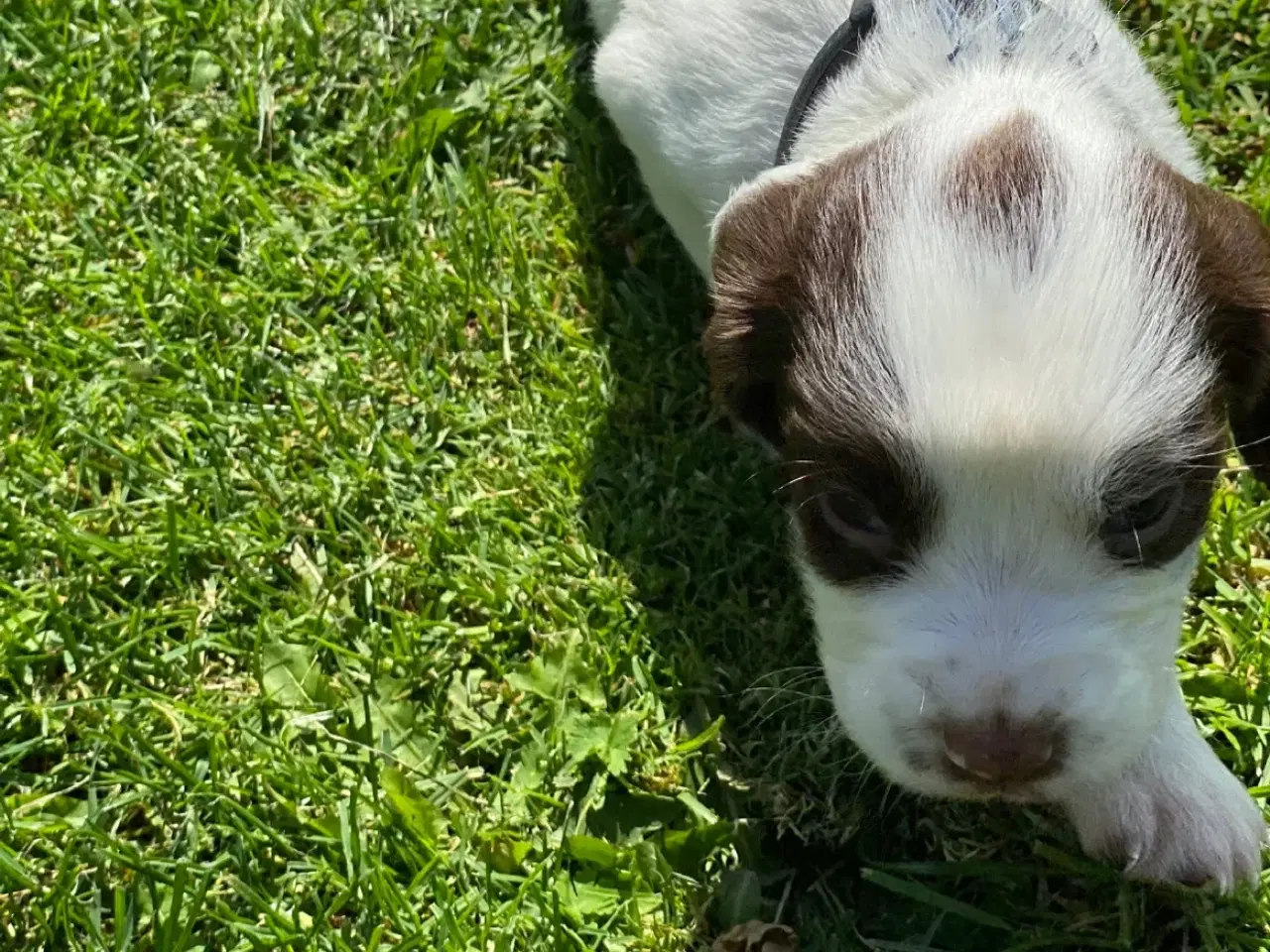 Billede 10 - FT Springer Spaniel hvalpe - klar til flyt 6 sep.
