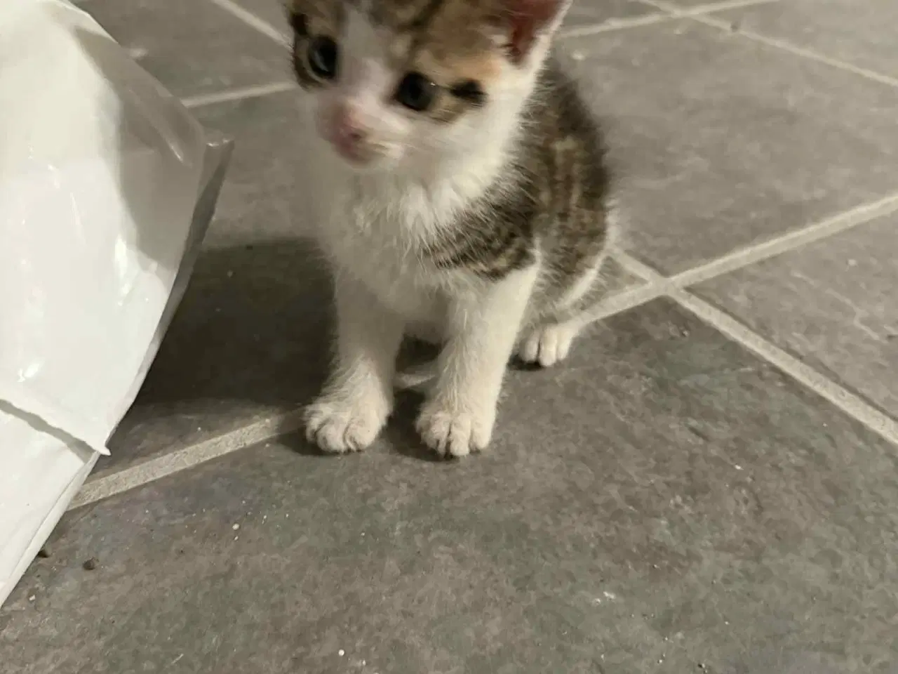 Billede 2 - Katte