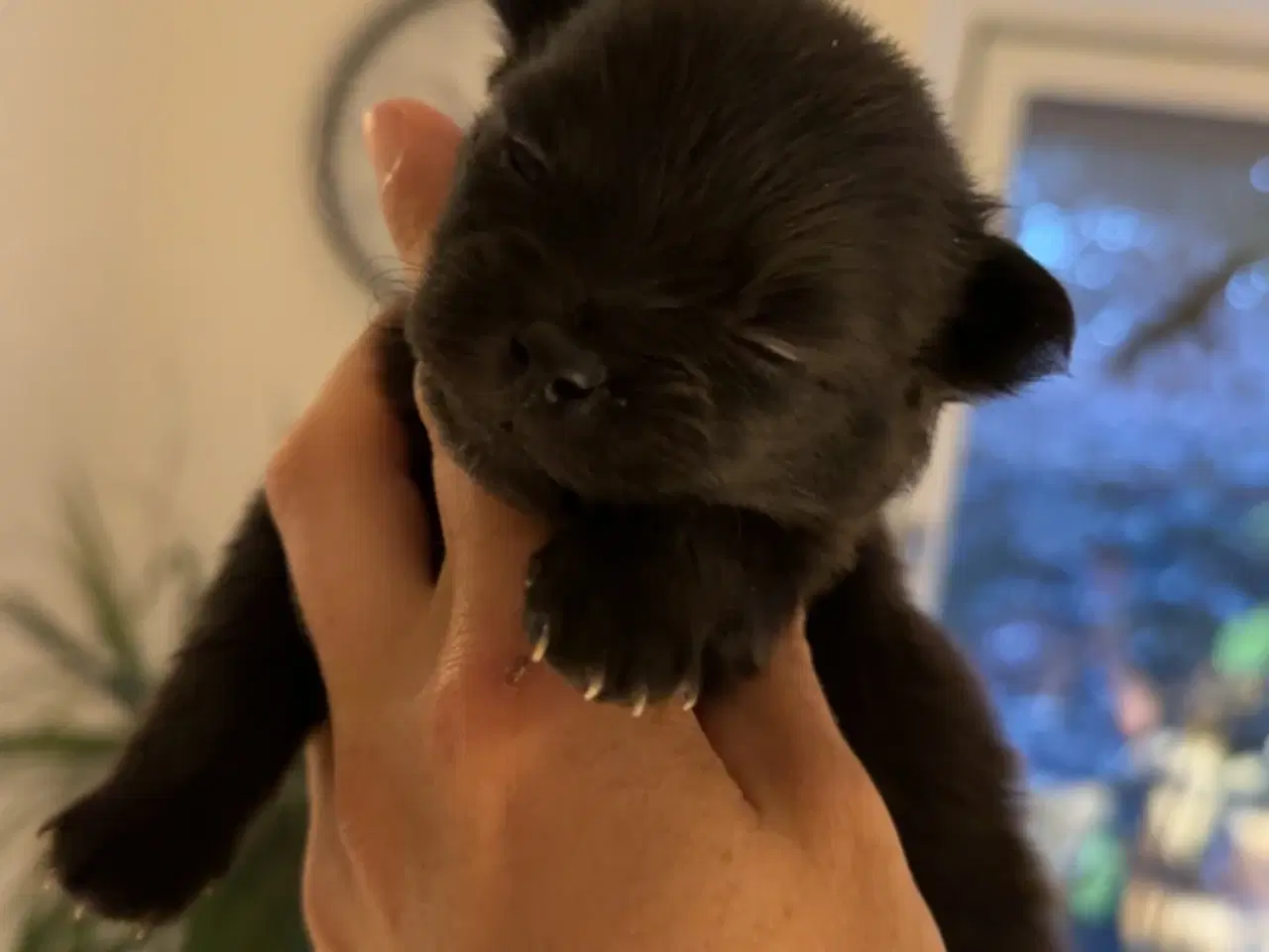 Billede 2 - Pomchi hvalpe 