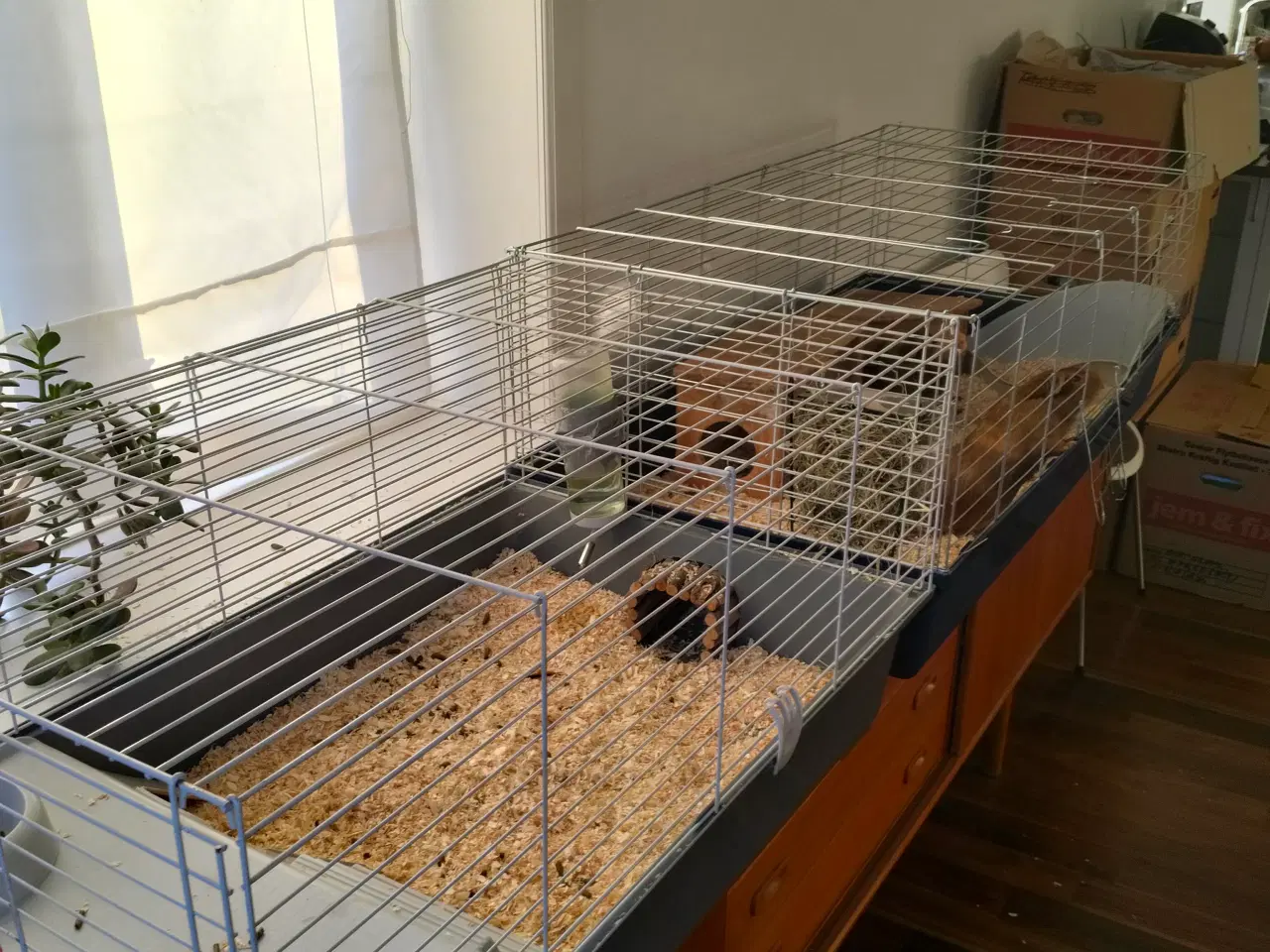 Billede 4 - To han marsvin søger nyt hjem