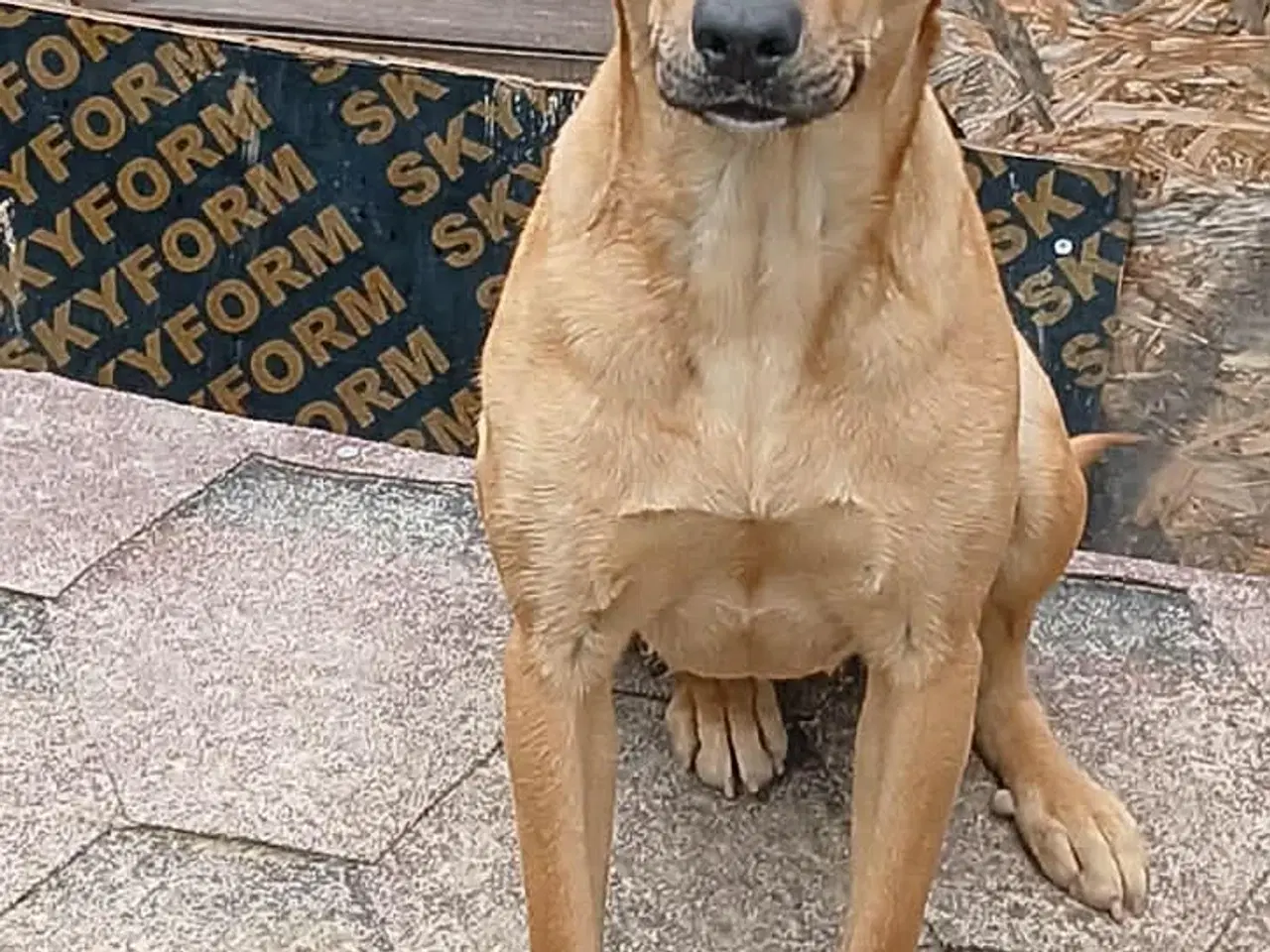 Billede 5 - Søde Lady søger sit 4ever hjem