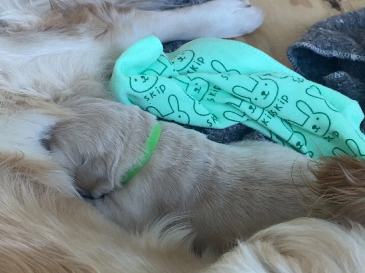 Billede 5 - Golden retriever hvalp 