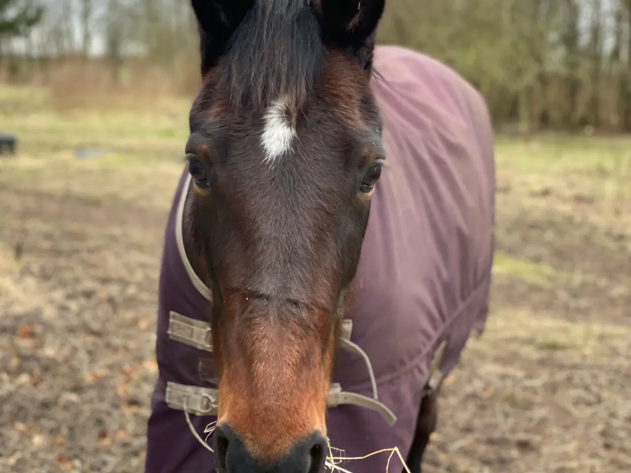 Billede 13 - 13 årig pensioneret traver hoppe/ hygge hest/