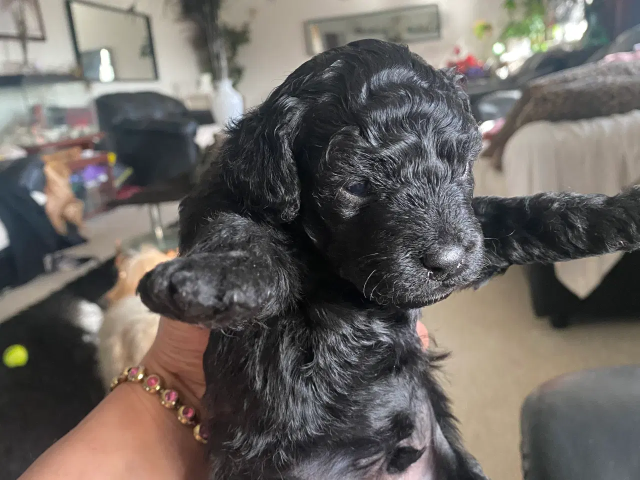 Billede 7 - Cavapoo det er en han. Sund og rask og kan lide at