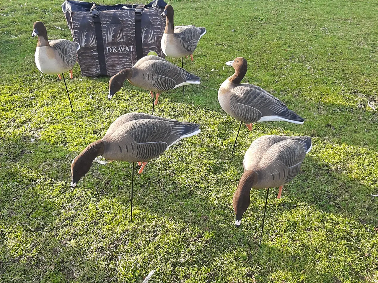 Billede 11 - Lokkegæs og trailer.