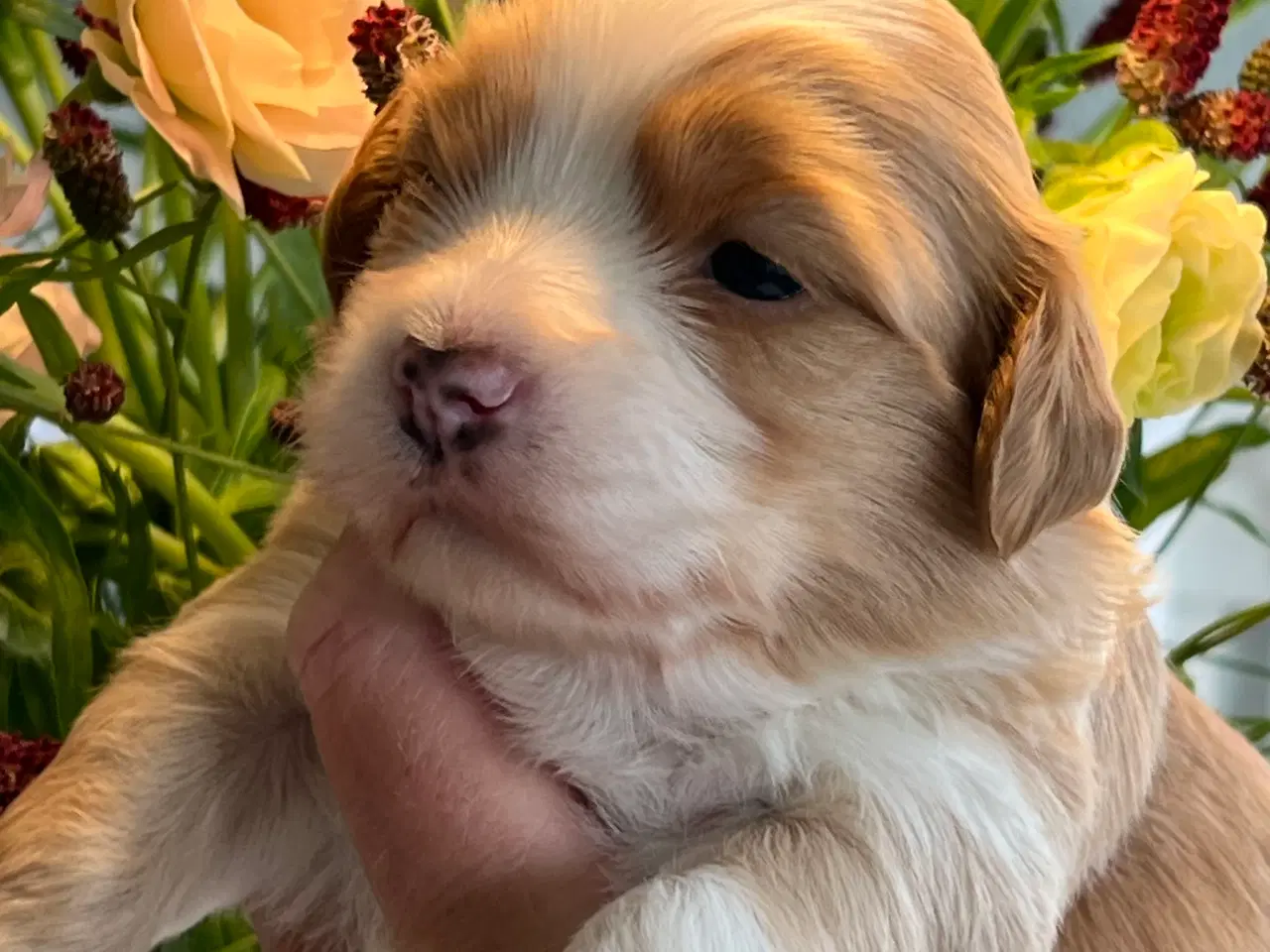 Billede 4 - Smukke Røde & Abrikos 