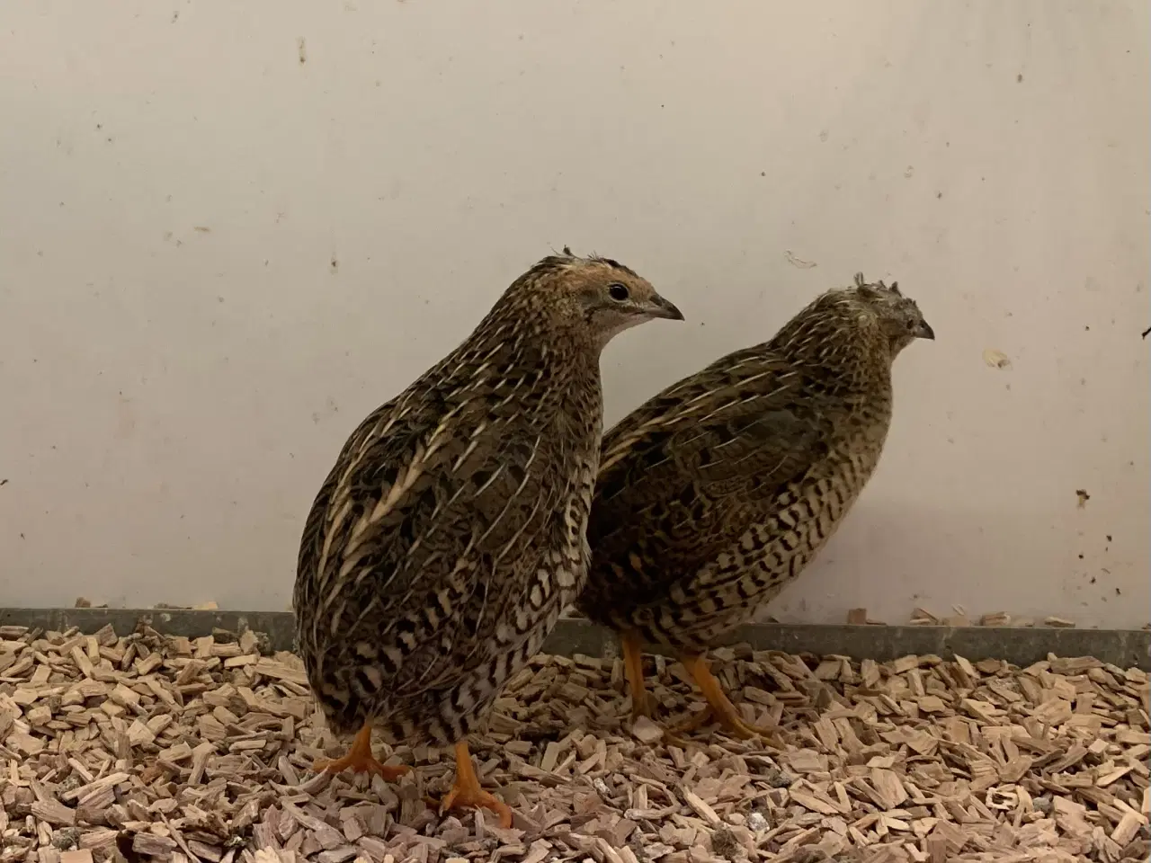 Billede 2 - Kinesisk Dværgvagtel