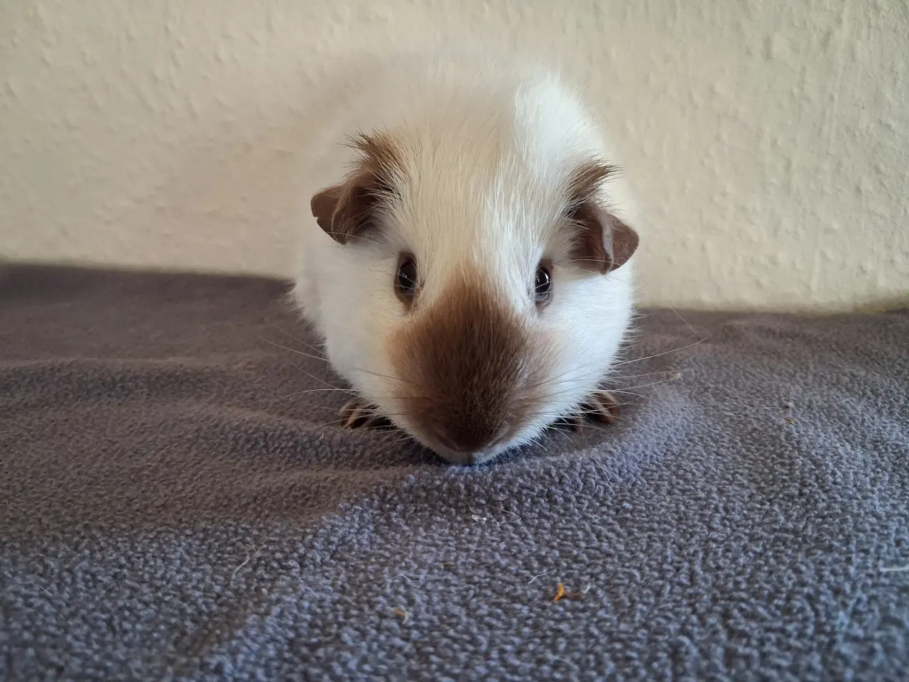 Billede 5 - Marsvin fra registreret opdrætter 