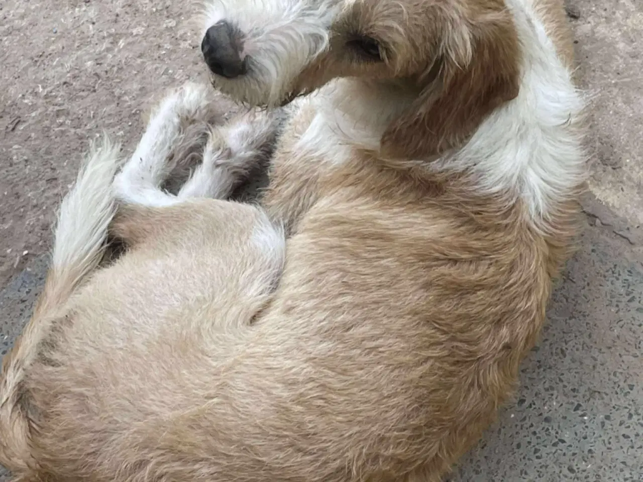 Billede 3 - Skønne Baku søger sit 4ever hjem