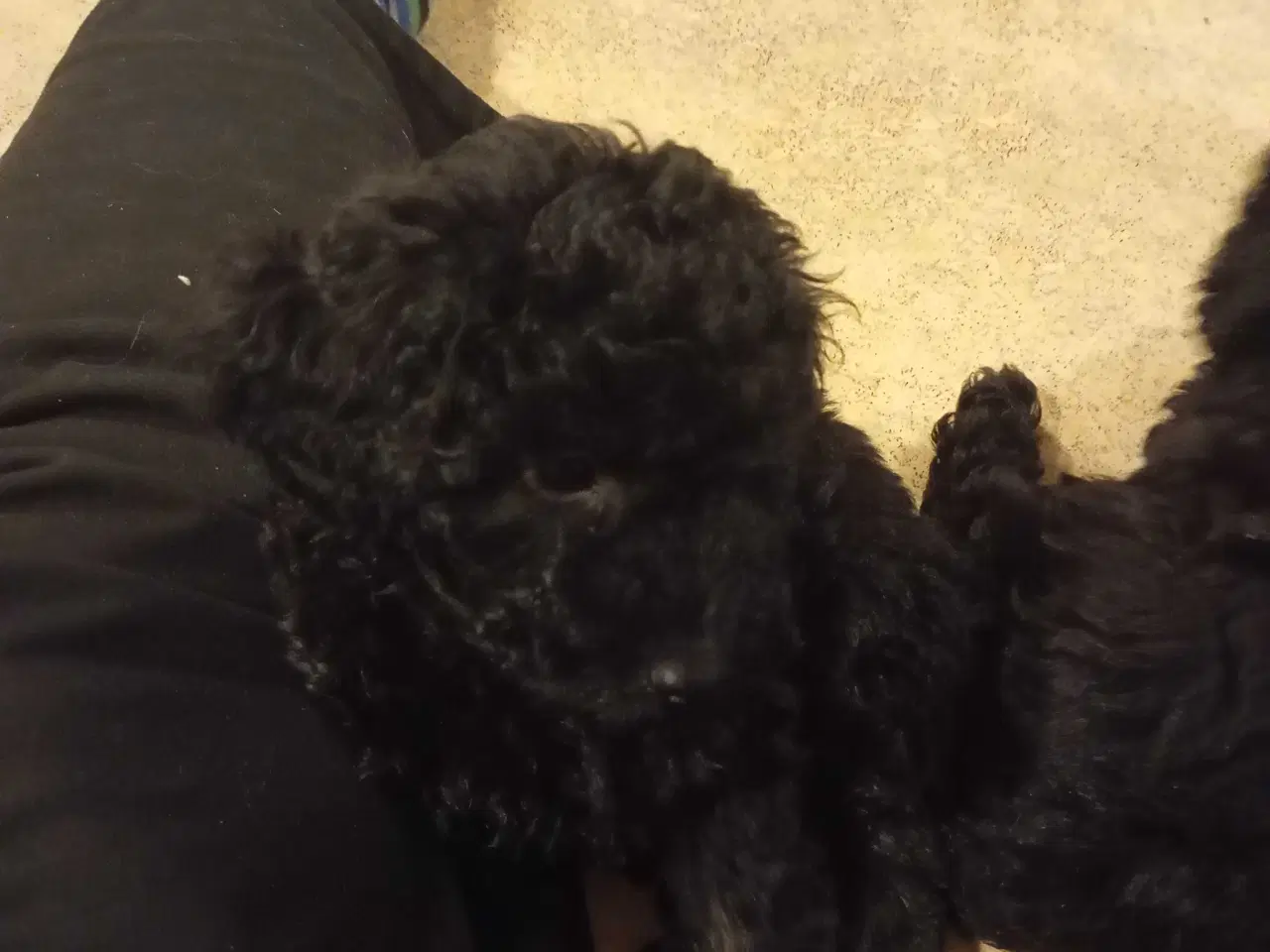Billede 8 - F1b cockerpoo tæver 