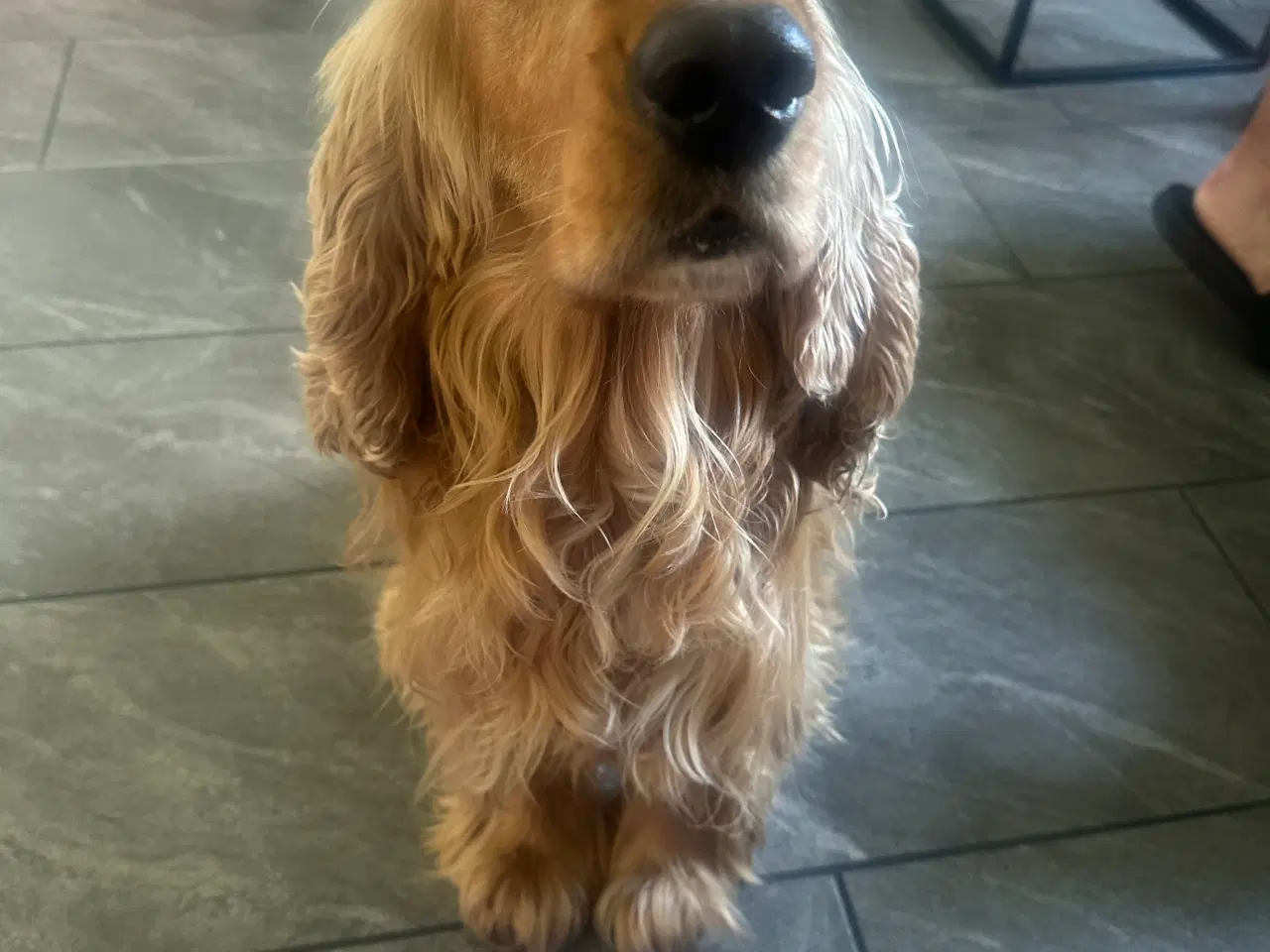 Billede 1 - Cocker spaniel til salg 