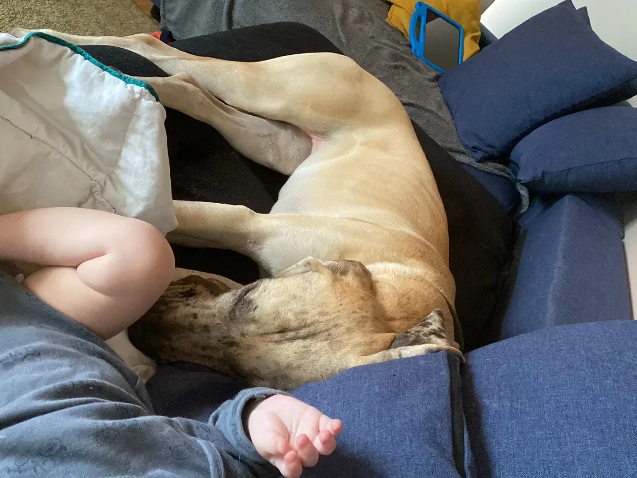 Billede 2 - Grand danois på 1 år