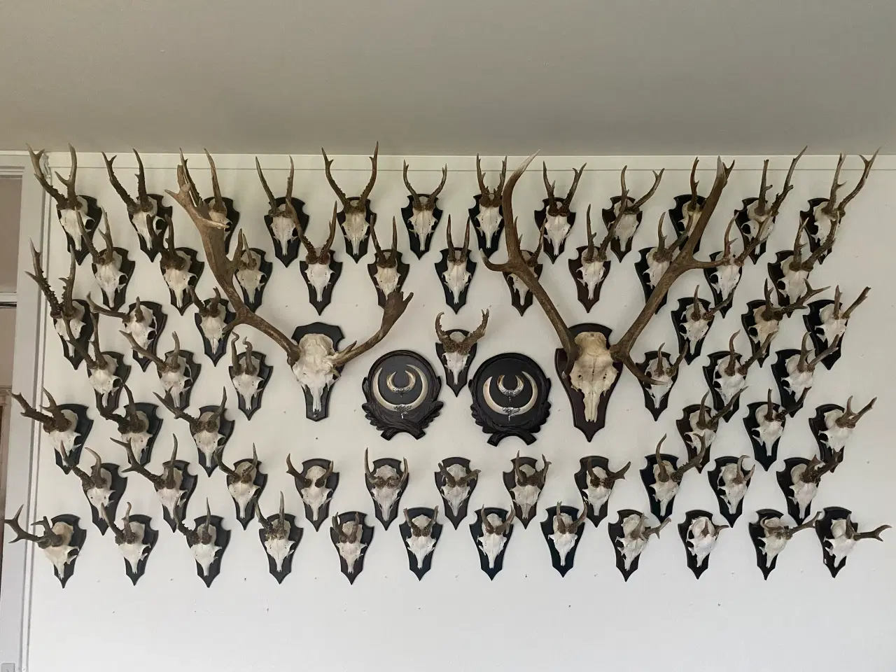 Billede 1 - 69 jagtrofæer sælges uhørt billigt