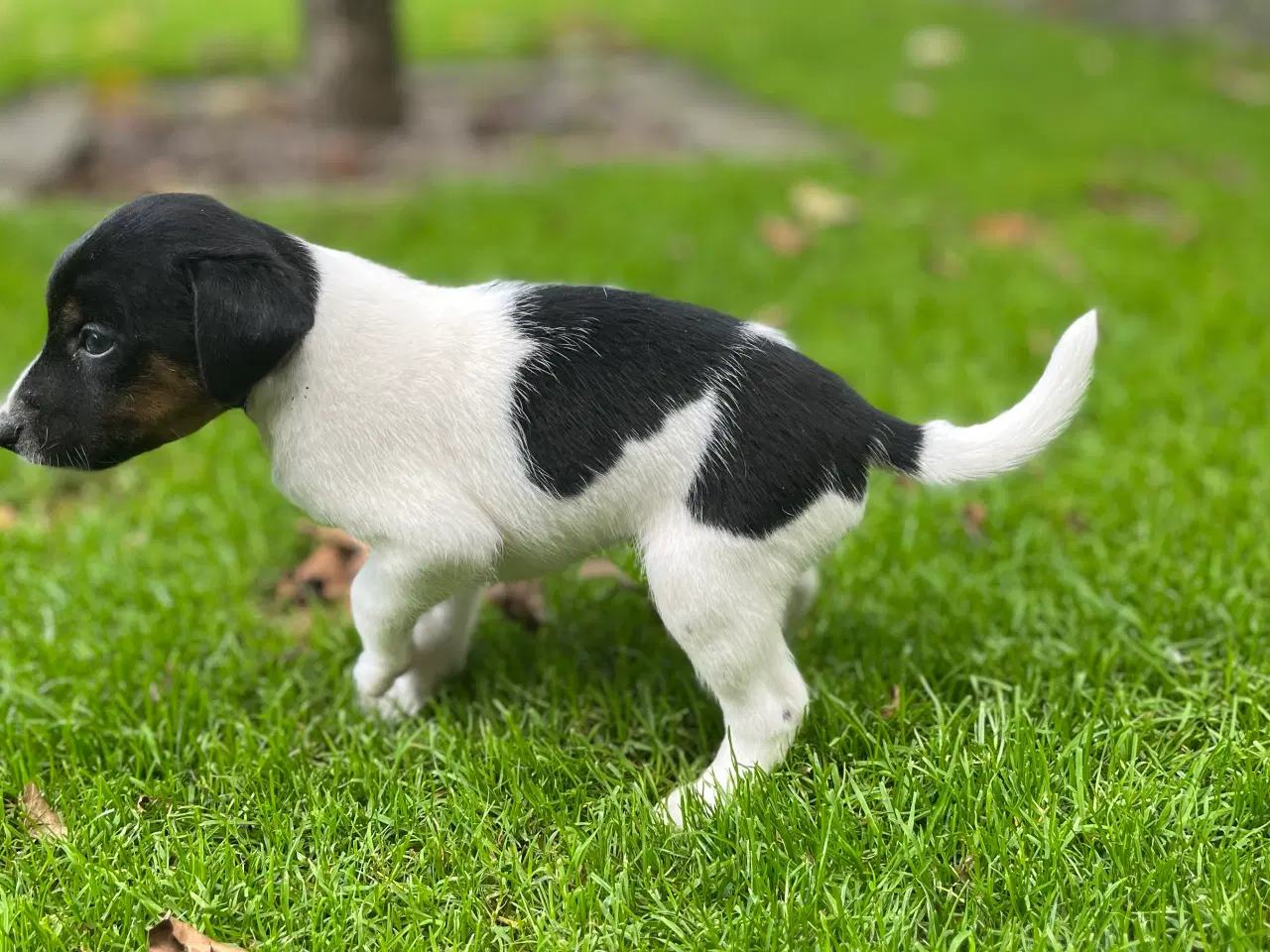 Billede 12 - Dansksvensk Gårdhund hvalpe