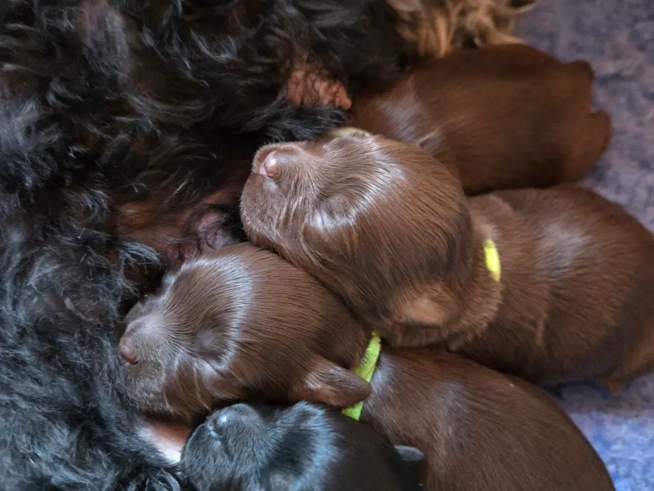 Billede 10 - Bichon havanais hvalpe