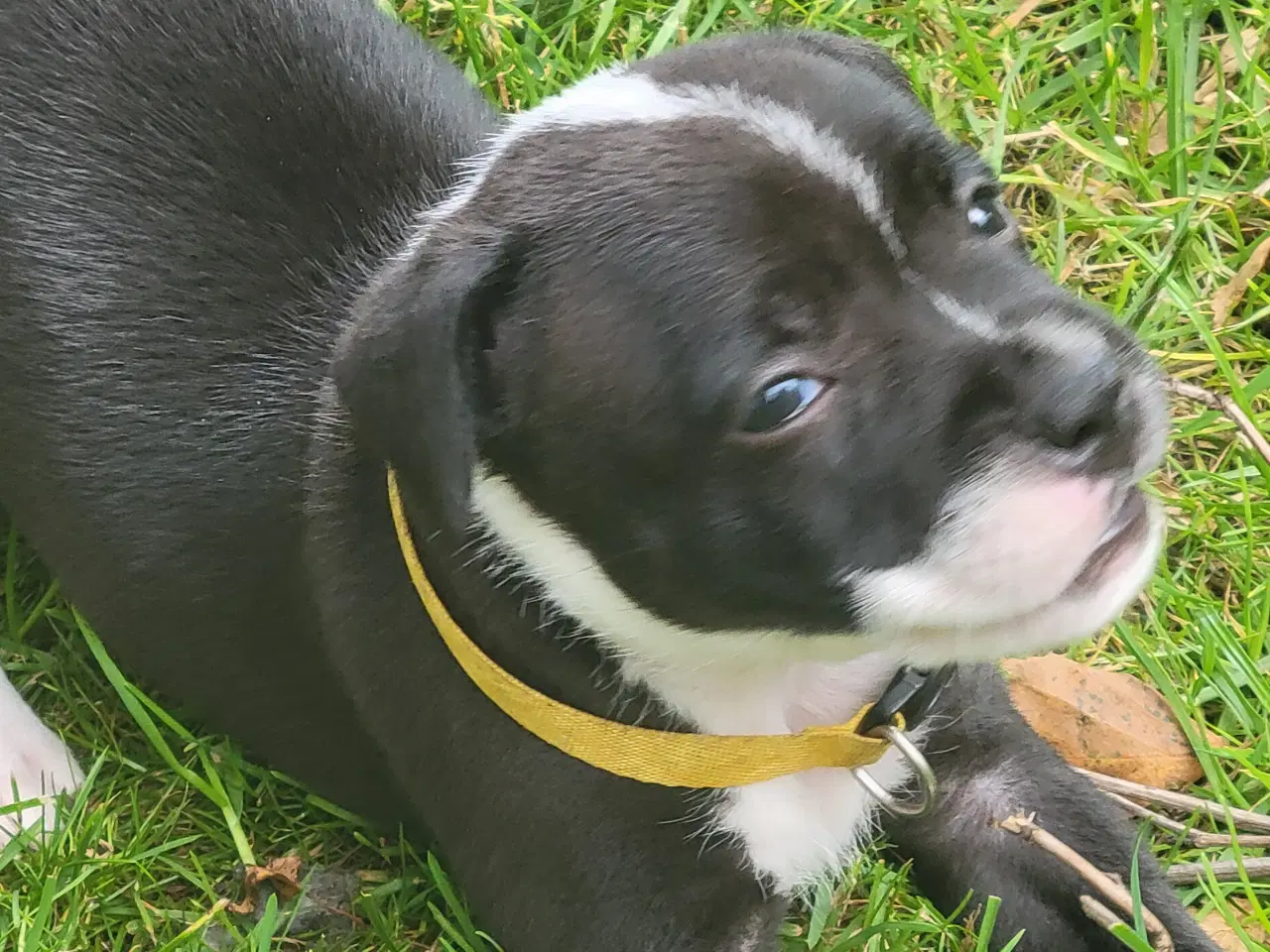 Billede 7 - Staffordshire Bull Terrier hvalpe