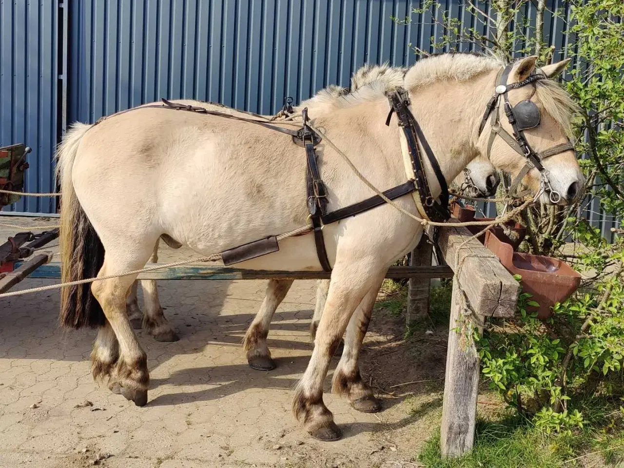Billede 8 - Fjordhest vallak 8 år