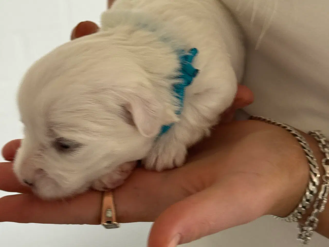 Billede 2 - Coton de tulear hvalp