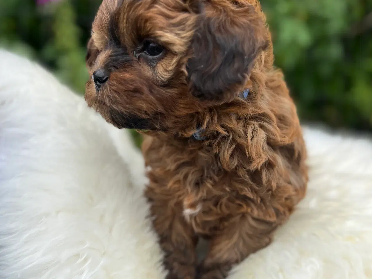 Billede 6 - Shihpoo 