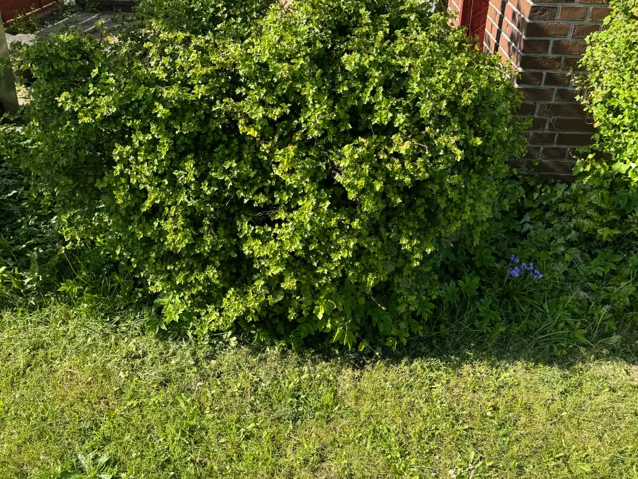 Billede 11 - Gratis planter
