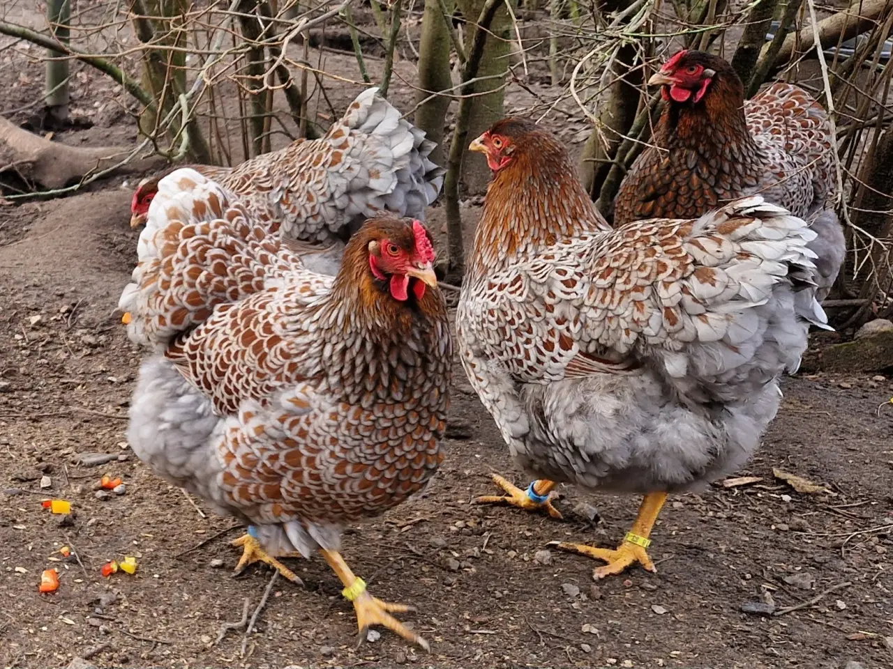 Billede 3 - Kønssorterede wyandot kyllinger 