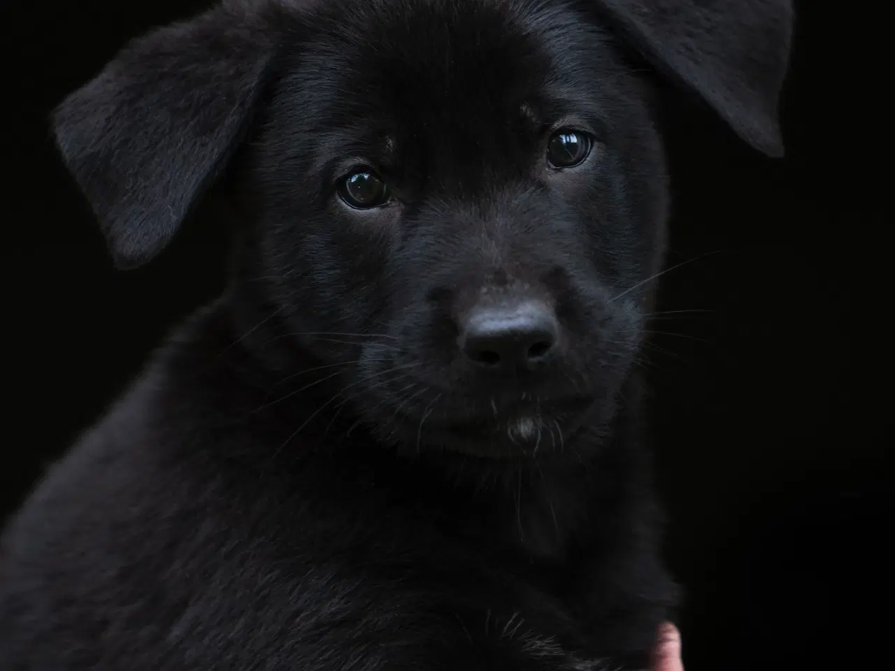 Billede 7 - Labrador schæfer hvalpe klar til nye hjem 