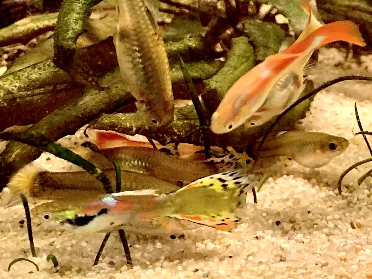 Billede 1 - Guppy/endlers mix yngel