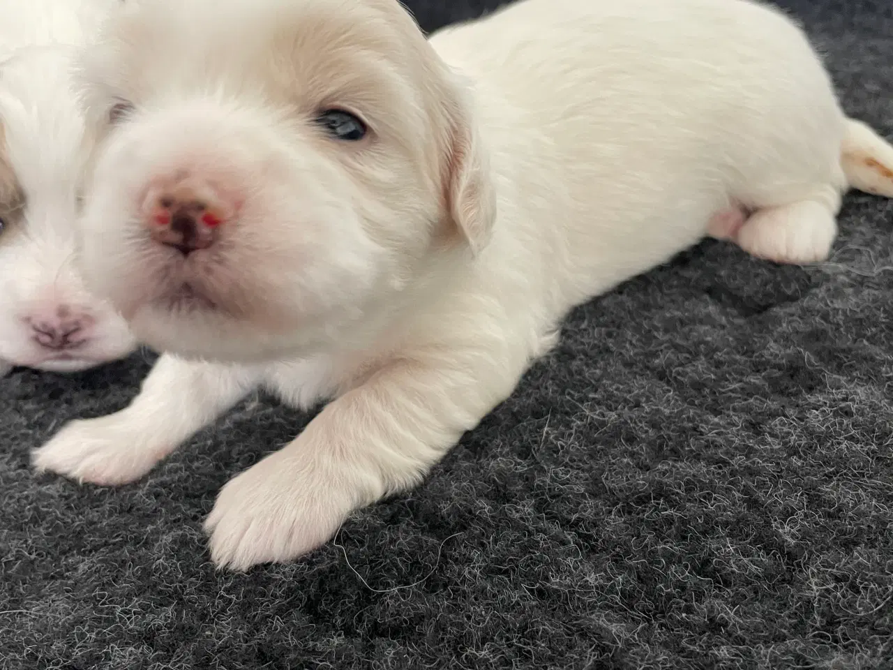 Billede 6 - 3 dejlige coton de tulear hvalpe søger nye familie