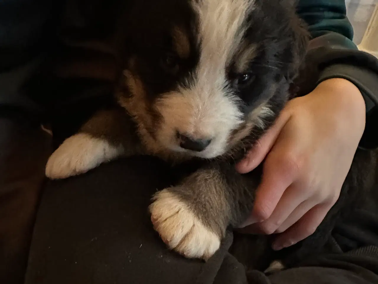 Billede 7 - Sødeste bamser sælges