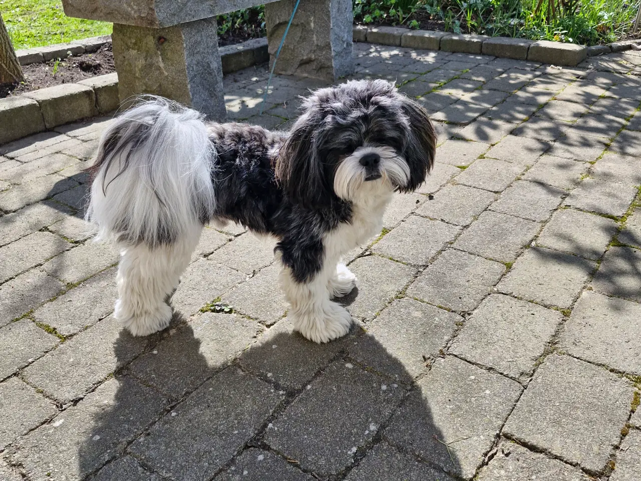 Billede 3 - Lhaso Apso tilbyder parring