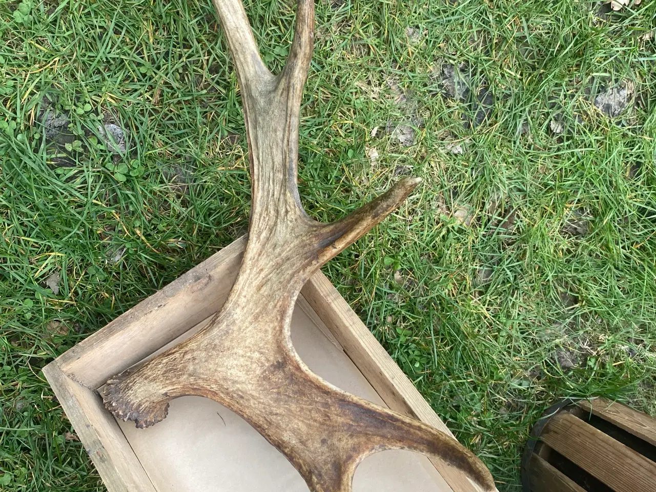 Billede 2 - Gevir fra elg eller kronhjort