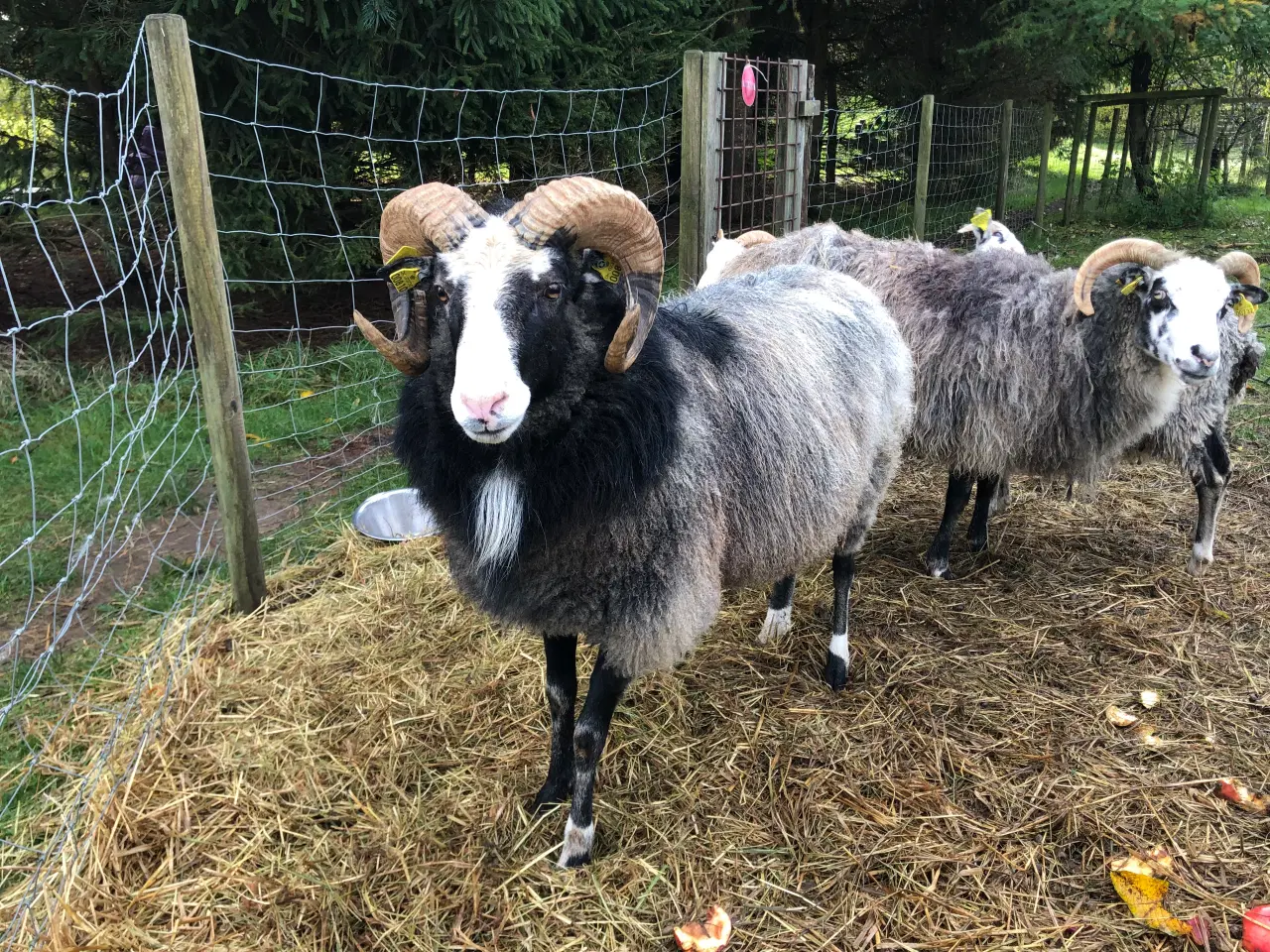 Billede 2 - Gute får