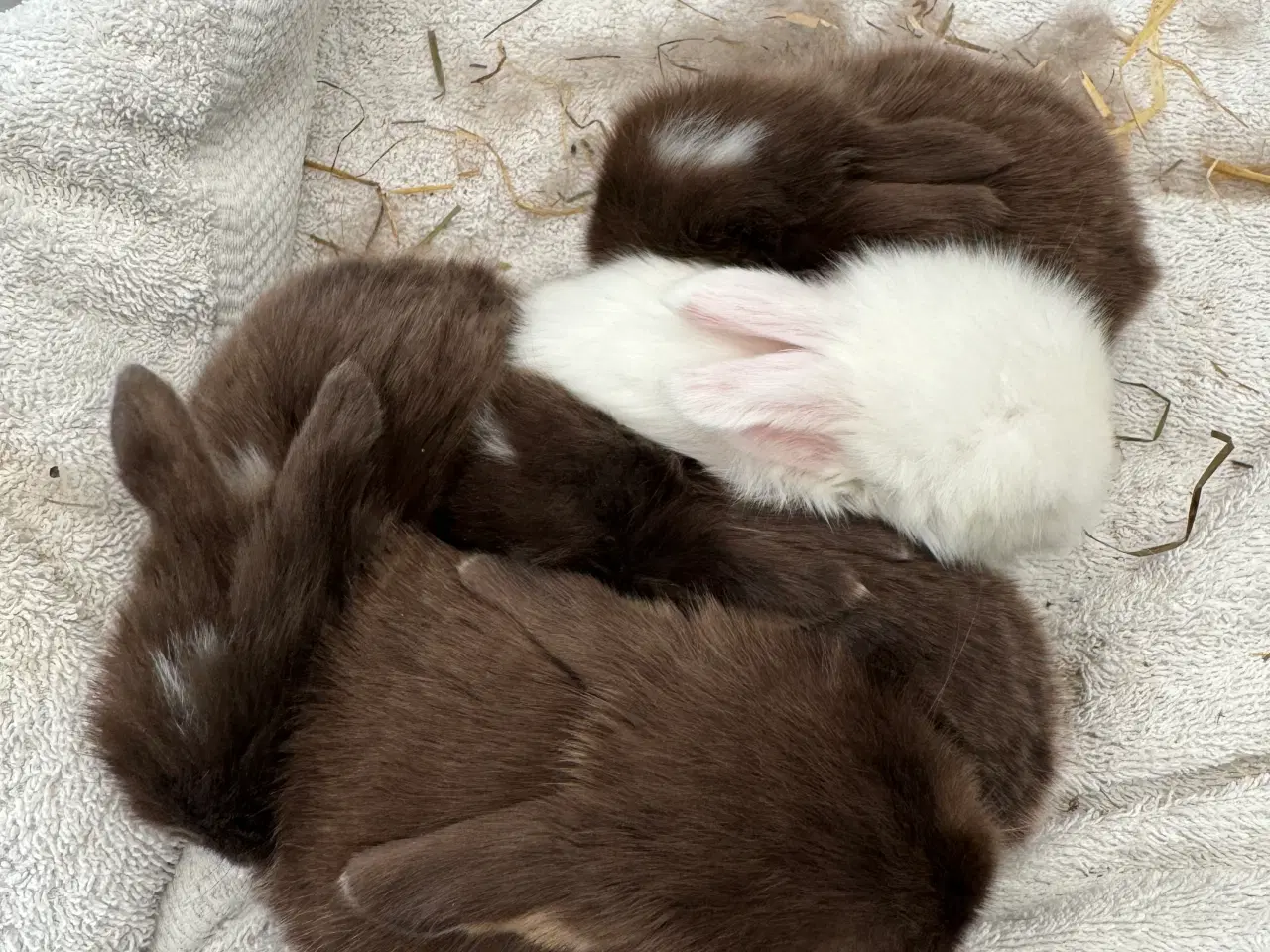 Billede 1 - Mini lop minilop