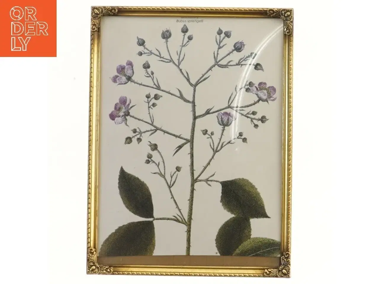 Billede 1 - Botanisk billede i ramme (str. 24,5x18,5 cm)