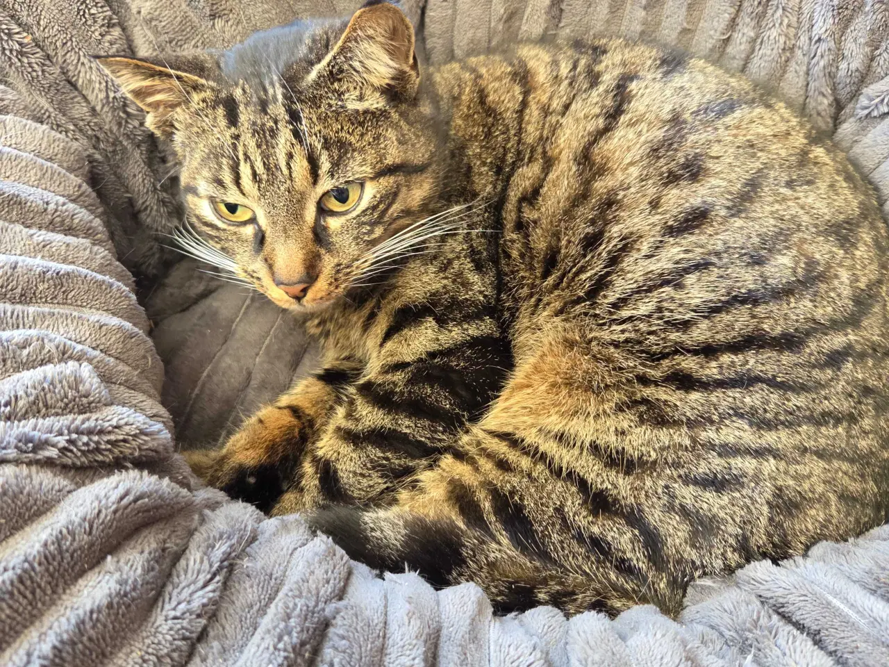 Billede 1 - Pjuske søger ny hjem