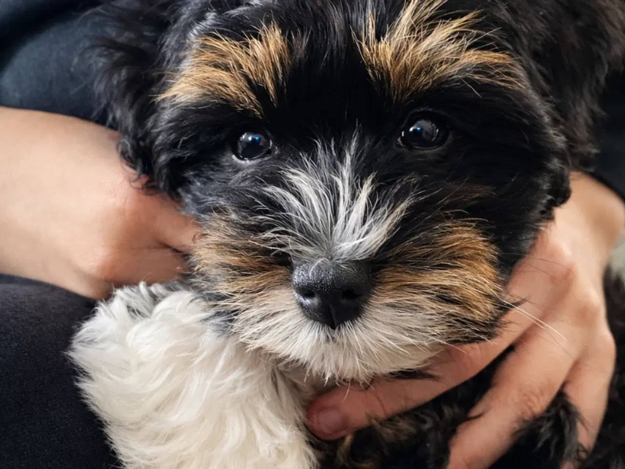 Billede 4 - Bishon havanaise tæve med DKK plus stamtavle 