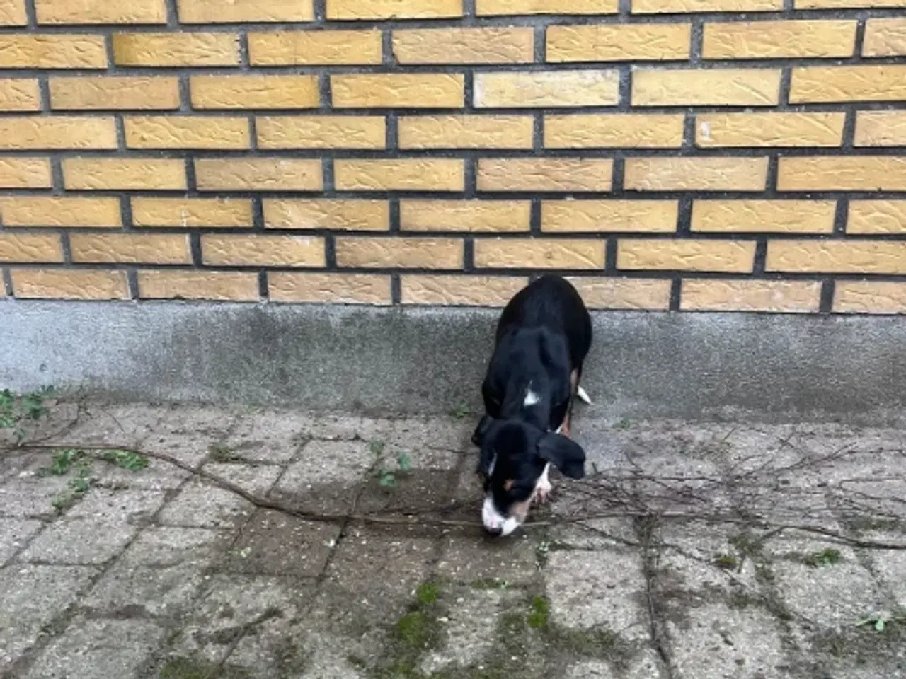 Billede 4 - Søde og aktive Dobermann blandingshvalpe